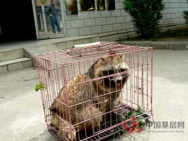 洛阳雅俗共赏文化艺术研究院 爱心捐献野生动物