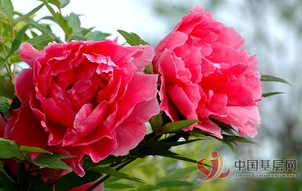 牡丹文化节 精彩异常多