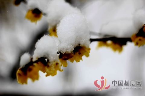 陈杰民摄影作品 雪梅花