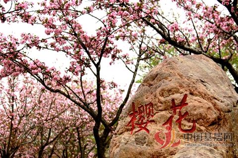 陈杰民摄影照片 樱花