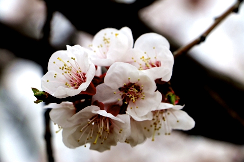 李风波摄影 杏花