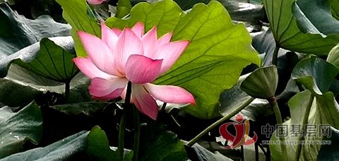 李风波摄影 郝堂荷花